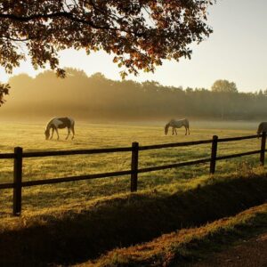 horses, grazing, ranch-5716127.jpg