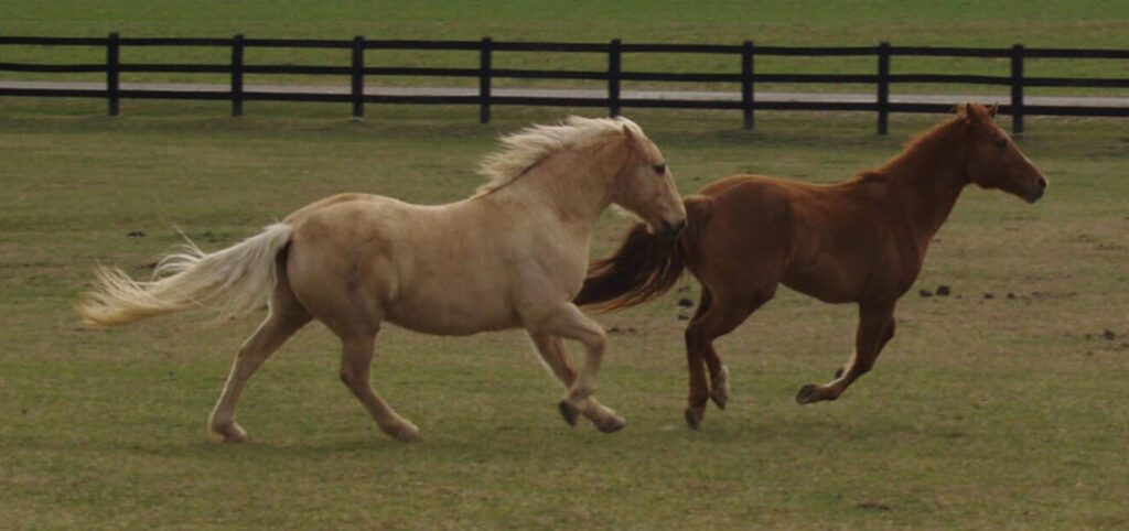 Equine Assisted Learning