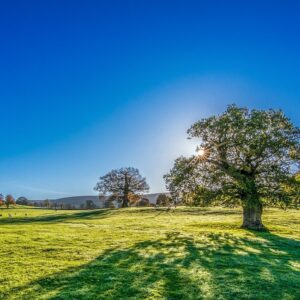 tree, sun, sunshine-2916763.jpg