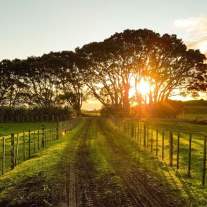 trees, sunset, fence-1149680.jpg