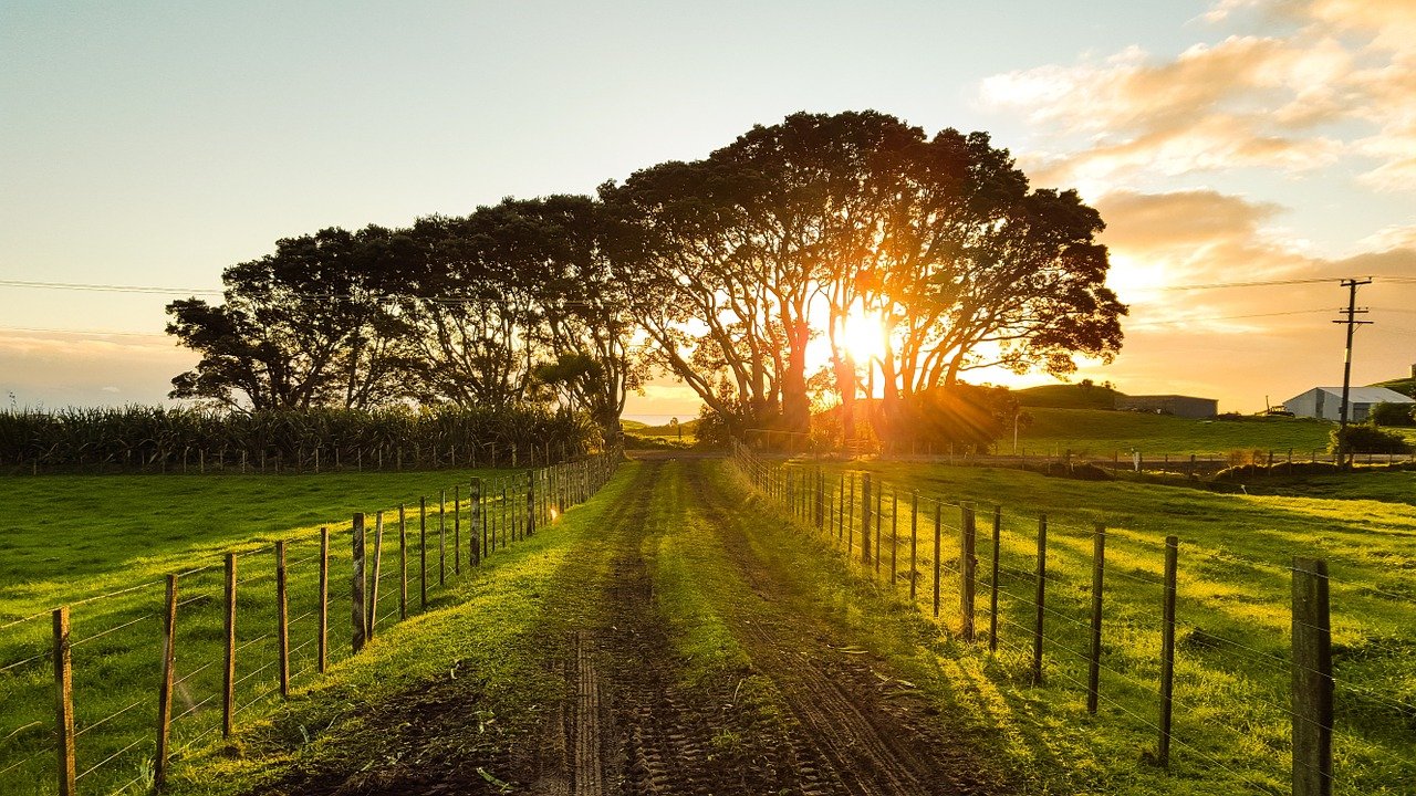 trees, sunset, fence-1149680.jpg