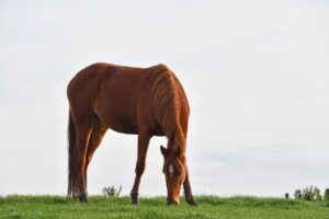 horse grazing