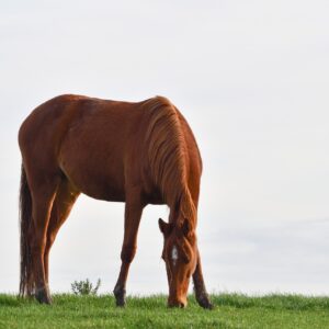 horse grazing
