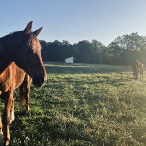 Family Coaching with Horses - Program