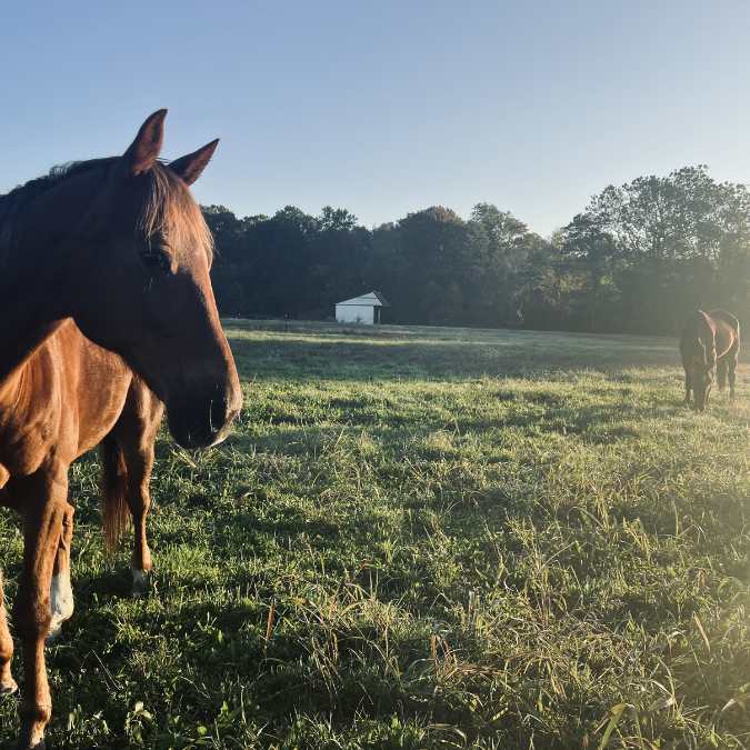 Teen Coaching with Horses - Program