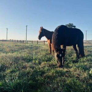 Teen Coaching with Horses - Returning Sessions