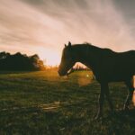 Equine Therapy