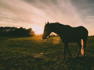 Equine Therapy