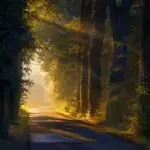 path, trees, forest, nature, leaves, summer, green, landscape, sunrise, sun, path, forest, sunrise, sunrise, sunrise, sunrise, sunrise