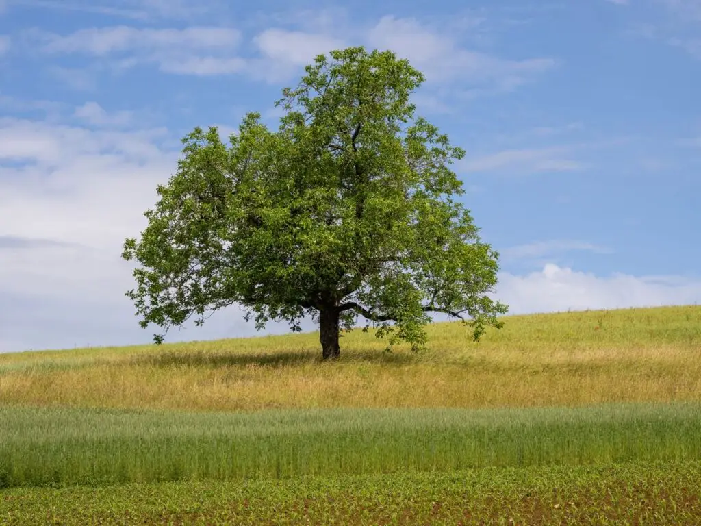 Serene landscape featuring a solitary oak tree on a grassy hill under a clear blue sky.