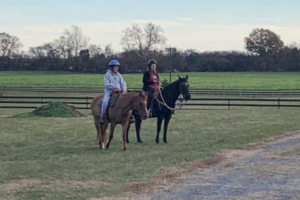 Equine Assisted Learning