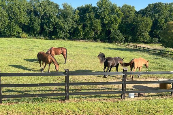 Rising Hope Herd